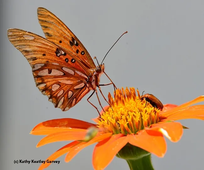 A Gulf Fritillary eyes a blister beetle on a Tithonia. (Photo by Kathy Keatley Garvey)