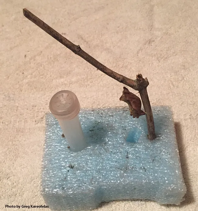 This is part of the Greg Kareofelas setup to rear butterflies. He rears many species. Note the packing foam and chrysalis (not a monarch). (Photo by Greg Kareofelas)