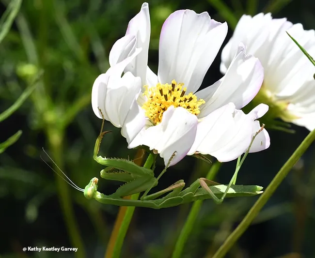 Balance training? Turn parallel as if you're on the parallel bars. (Photo by Kathy Keatley Garvey)