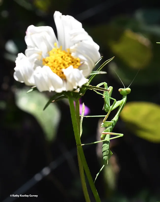 Daily morning exercise completed. Now turn upright and you may see a bee coming your way. (Photo by Kathy Keatley Garvey)
