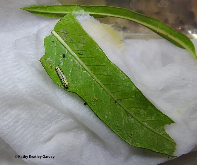 Growing, growing, growing. Now all the caterpillar has to do is eat, eat, eat. (Photo by Kathy Keatley Garvey)