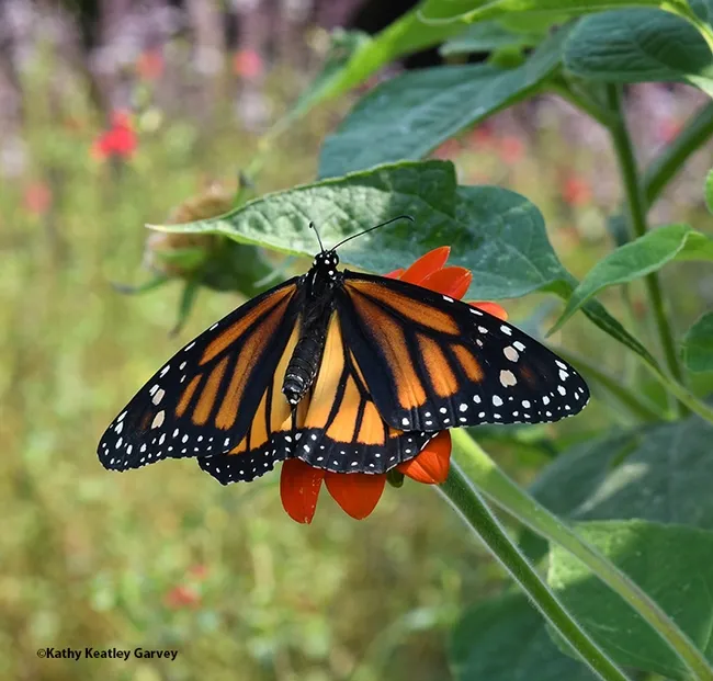 The newly eclosed monarch caterpillar named "Greta" latches onto a Mexican sunflower, Tithonia rotundiflora. (Photo by Kathy Keatley Garvey)