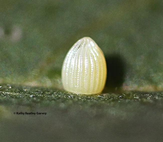 Monarch butterflies start out as a near microscopic egg. This image was taken with a Canon MPE-65mm lens. (Photo by Kathy Keatley Garvey)