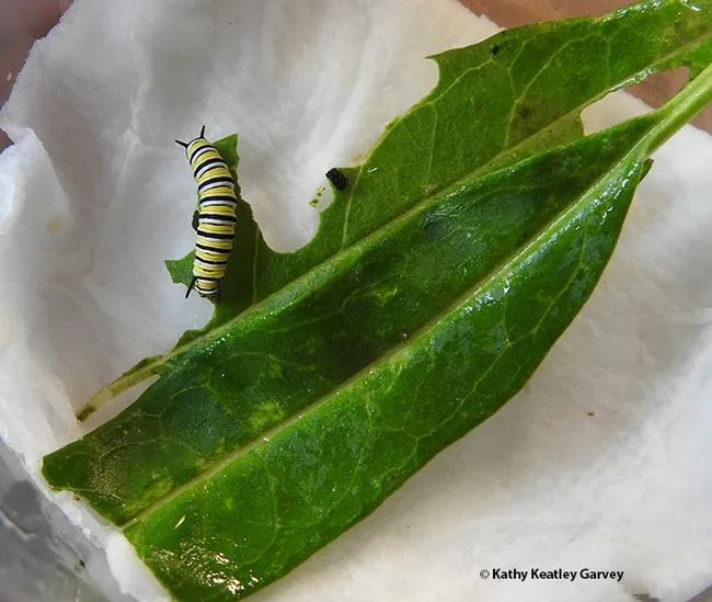 The monarch caterpillar munches milkweed; it will go through five instars. (Photo by Kathy Keatley Garvey)
