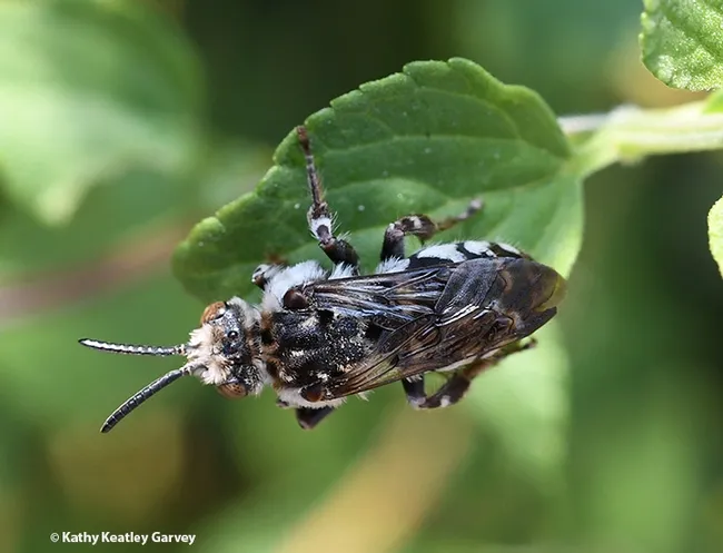 Dorsal view of the cuckoo bee, Xeromelecta californica, in a Vacaville pollinator garden. It flew just after this image was made. (Photo by Kathy Keatley Garvey)