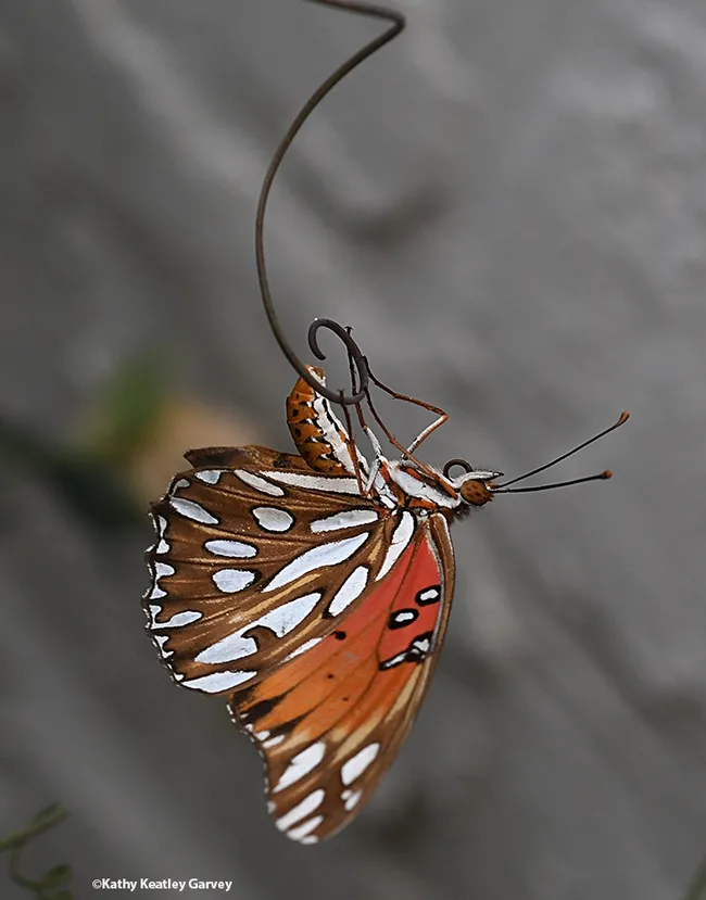 A Gulf Fritillary, Agraulis vanillae, laying an egg on Labor Day weekend in Vacaville, Calif. (Photo by Kathy Keatley Garvey)