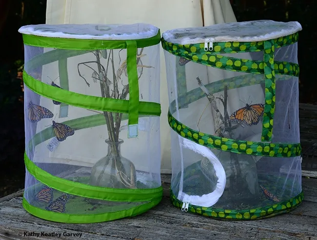 These newly eclosed monarchs are raring to leave their butterfly habitats. (Photo by Kathy Keatley Garvey)