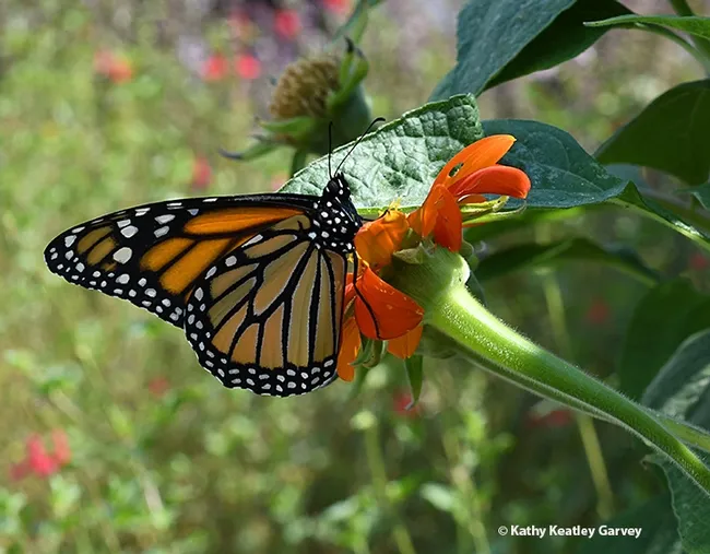 One monarch lands on a Mexican sunflower (Tithonia). (Photo by Kathy Keatley Garvey)