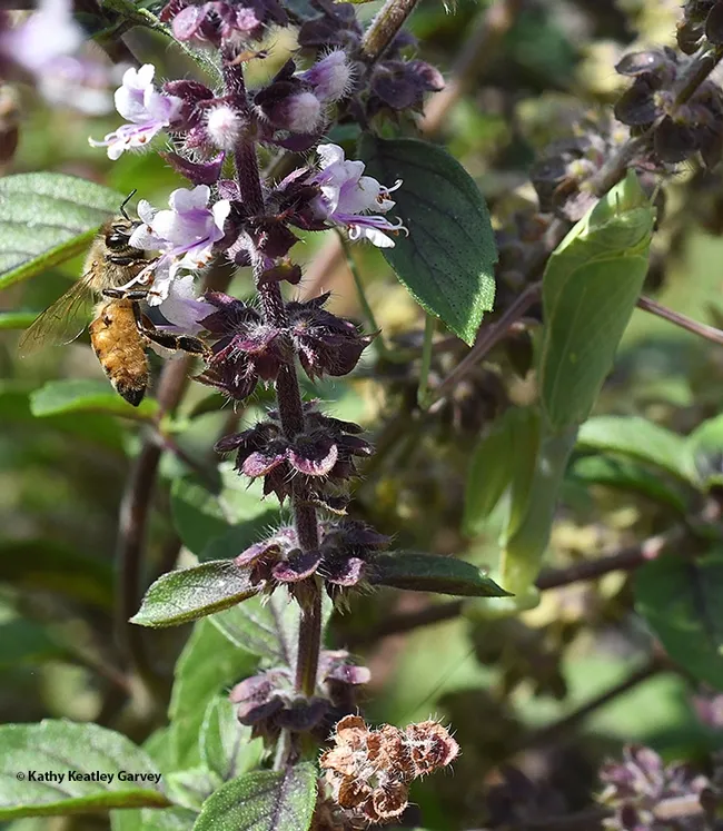 A honey bee nectaring on African blue basil blossoms is unaware that on the other side, camouflaged and hidden in the shadows, is a praying mantis. (Photo by Kathy Keatley Garvey)
