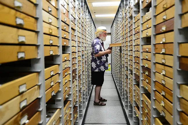 Lepidopterist Robert "Bob" Michael Pyle searches through the drawers of butterfly specimens at the Bohart Museum of Entomology. (Photo by Kathy Keatley Garvey)