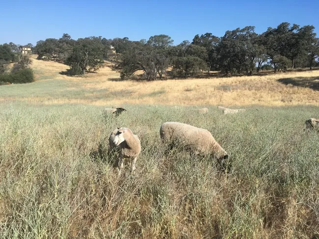 yst grazing
