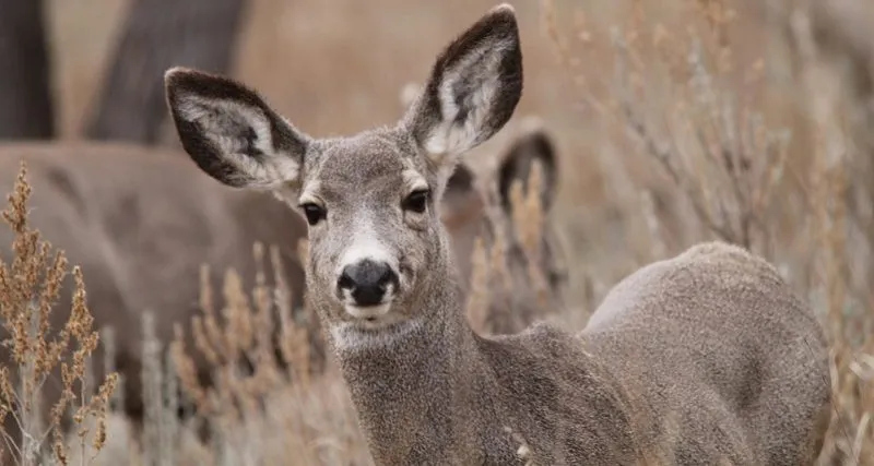 Pixabay-mule-deer-1305725_960_720-e1522093203710