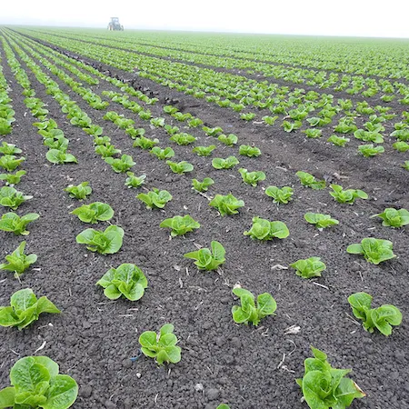 Rows of young lettuce plants on a slightly foggy day. Credit: Petr Kosina, UC IPM.