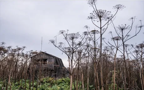Giant hogweed