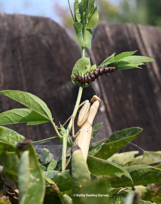 Ahh! The praying mantis finds a non-fluttering target, a Gulf Fritillary munching on the leaves of a passionflower vine. (Photo by Kathy Keatley Garvey)
