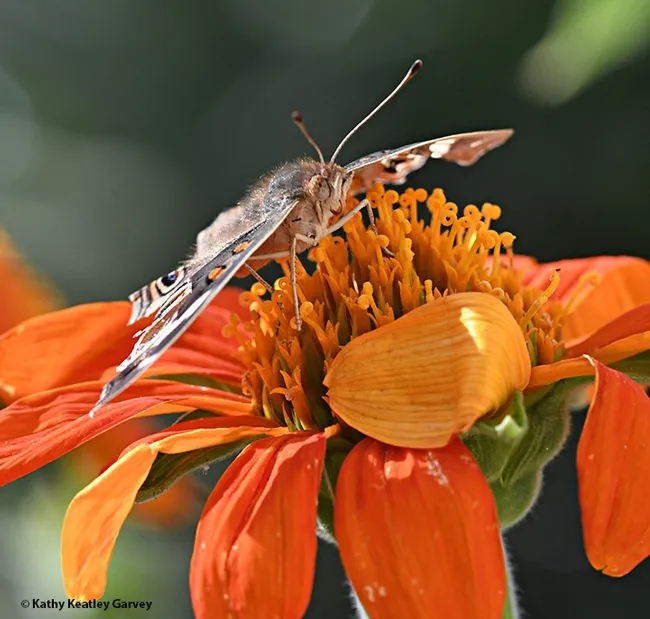 Ready to fly, the Buckeye butterfly checks out the photographer. (Photo by Kathy Keatley Garvey)