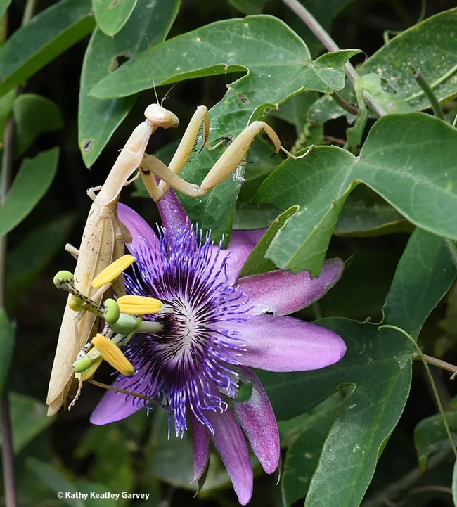 A female praying mantis, Mantis religiosa, crawls over a passionflower. (Photo by Kathy Keatley Garvey)