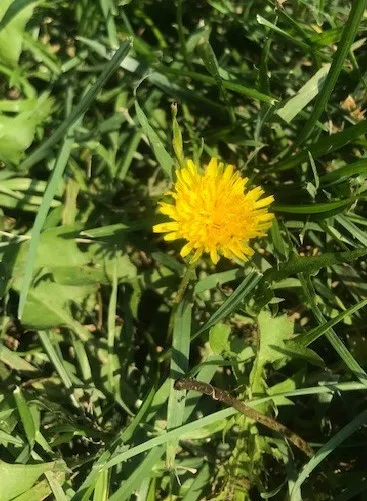 Botanical hunt photo 7 - Copy