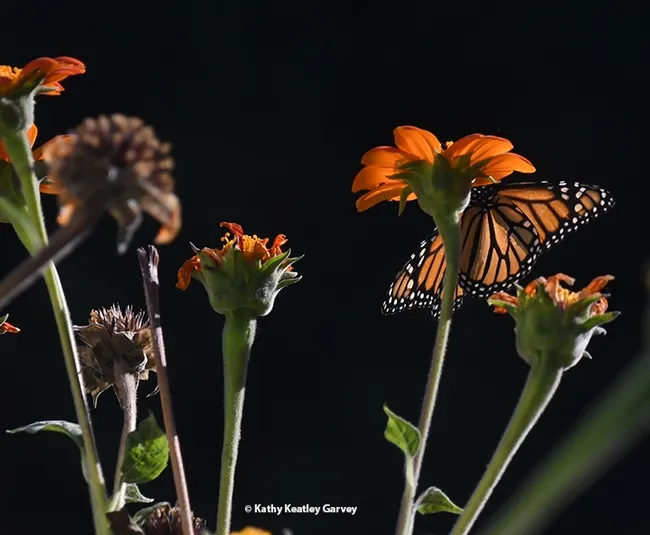 A monarch butterfly sipping nectar from a Mexican sunflower, Tithonia rotundifola, in Vacaville, Calif., on Oct. 30. (Photo by Kathy Keatley Garvey)