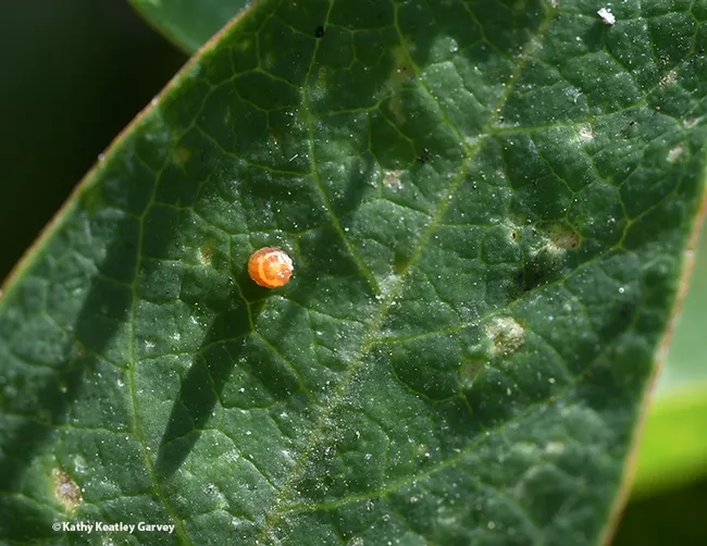 This Gulf Fritillary egg is about to hatch. (Photo by Kathy Keatley Garvey)