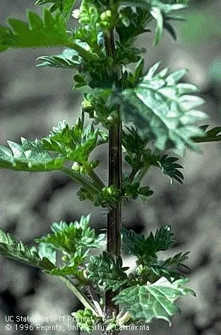 Photo 9. Burning nettle