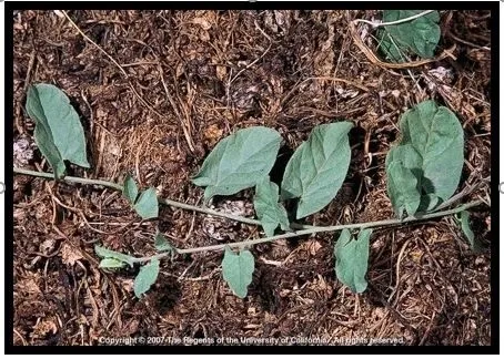 Photo 10. Field bindweed (perennial around fields; infected plants can begin the season infected)