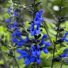 Black and Blue Salvia