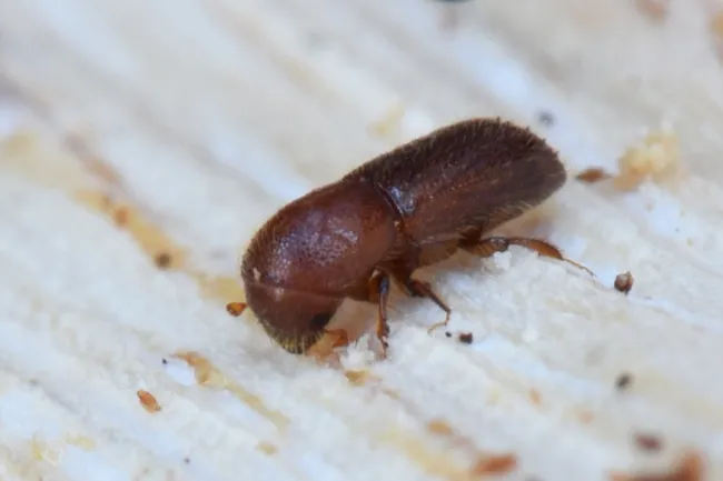 Fig1 MOB female closeup