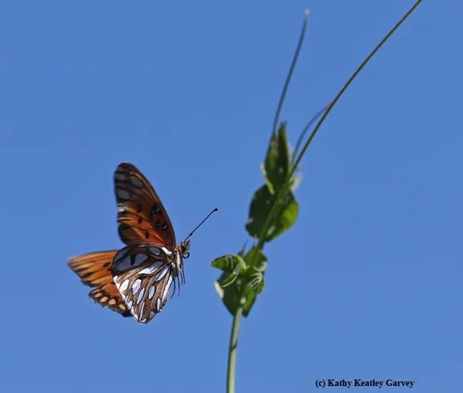 A Gulf Fritillary fluttering toward its host plant, passionflower vine. (Photo by Kathy Keatley Garvey)