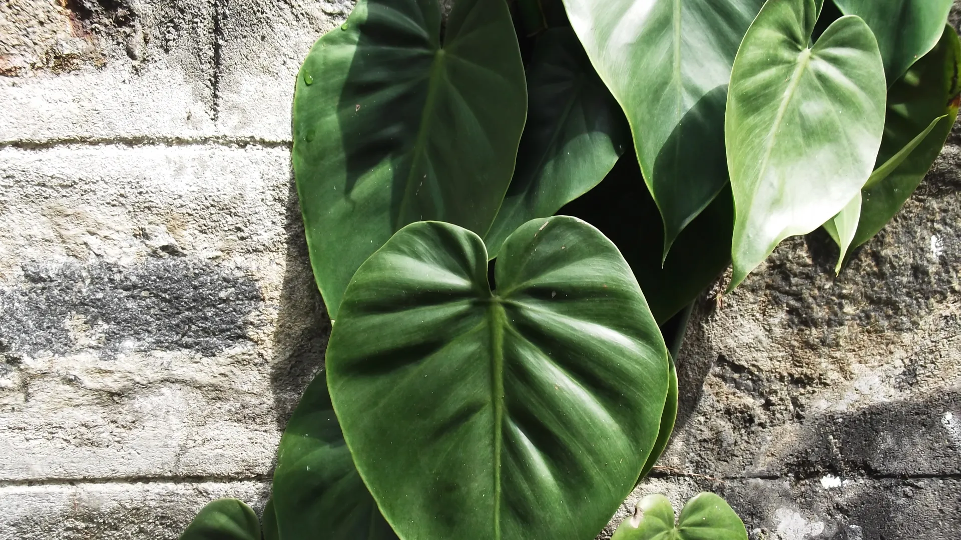 Philodendron scandens
