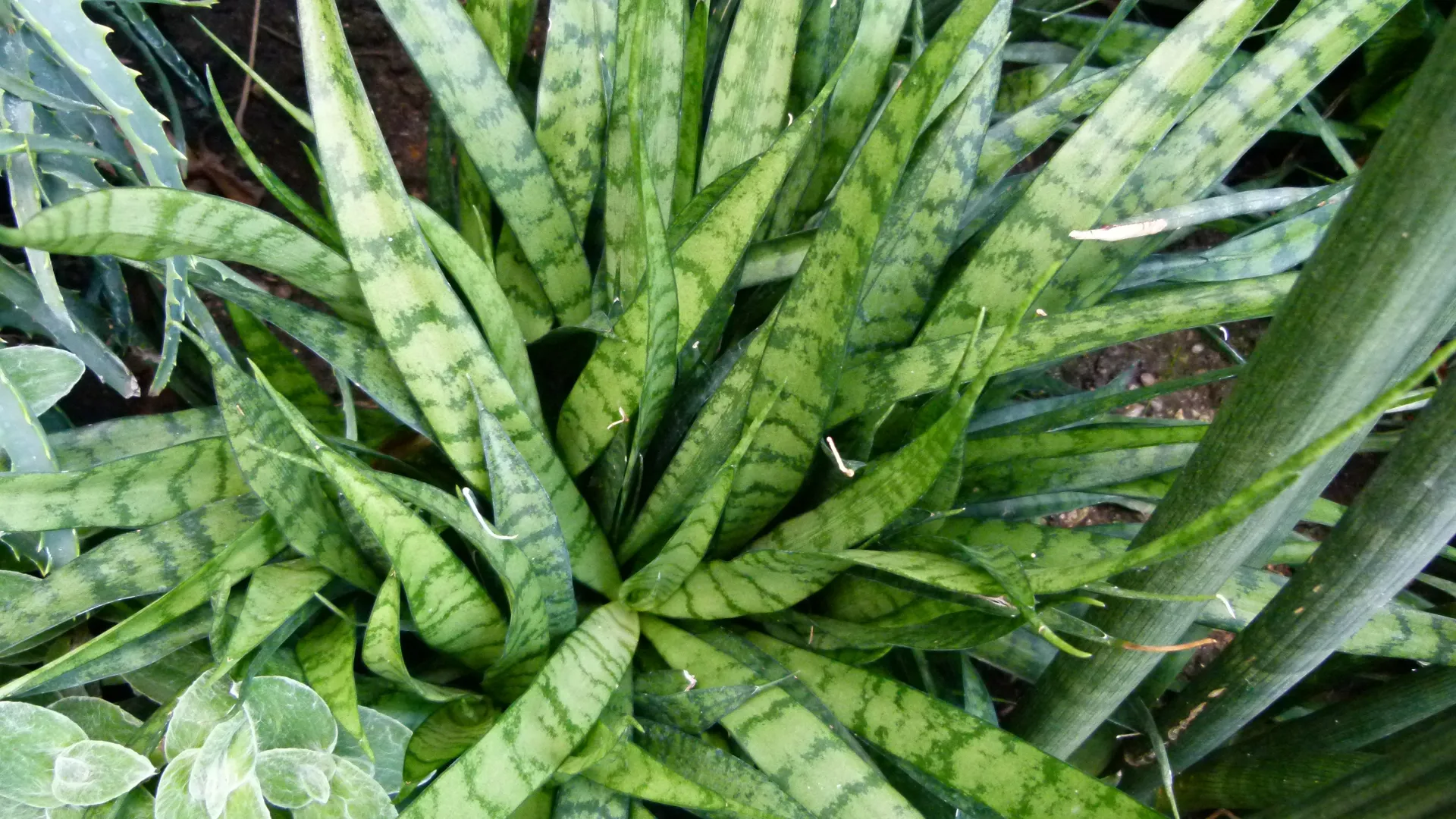 Sanseveria