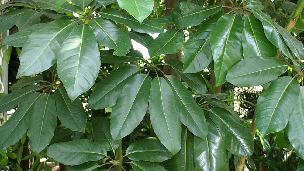Schefflera actinophylla