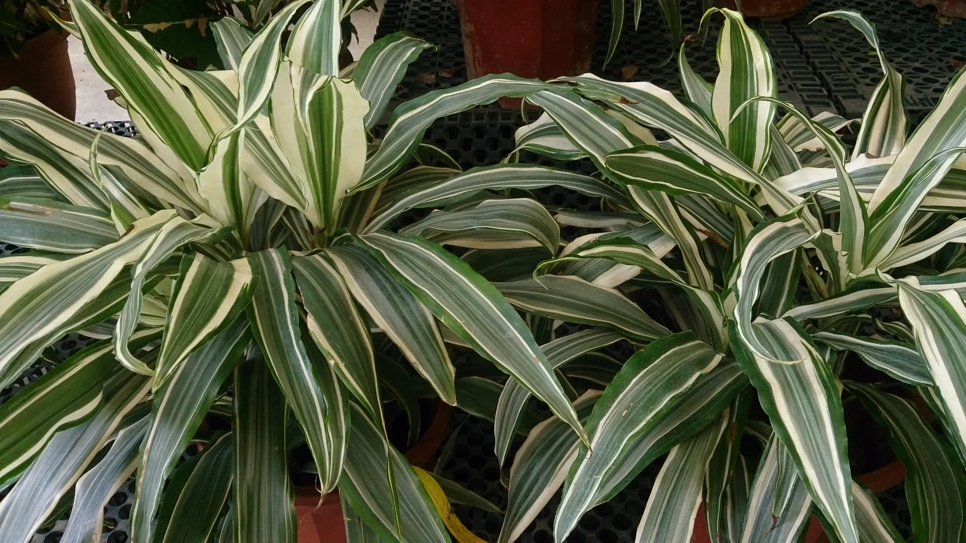 Dracaena fragrans 'Warneckei'