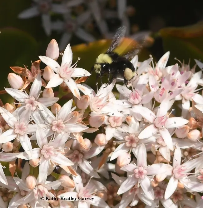 This yellow-faced bumble bee, Bombus vosnesenskii, showed up Jan. 1, 2018 at the Benicia Capitol State Historic Park. (Photo by Kathy Keatley Garvey)