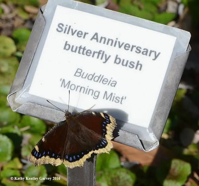 Mourning Cloak, Nymphalis antiopa. (Photo by Kathy Keatley Garvey)