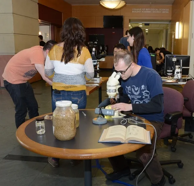 Nematologist and doctoral student Corwin Parker of the UC Davis Department of Entomology and Nematology looks through a microscope at a UC Davis Biodiversity Museum Day. (Photo by Kathy Keatley Garvey)