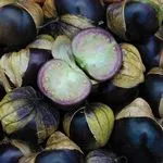 Purple Tomatillo, High Mowing Seeds