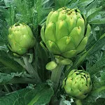 Green Globe Artichoke, Bake Creek Heirloom Seeds