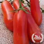 Italian Roma Bush_Sustainable_2021-150