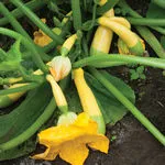 Zephyr Summer Squash, Johnny's Selected Seeds