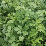 Giant of Italy Parsley, Johnny's Selected Seeds