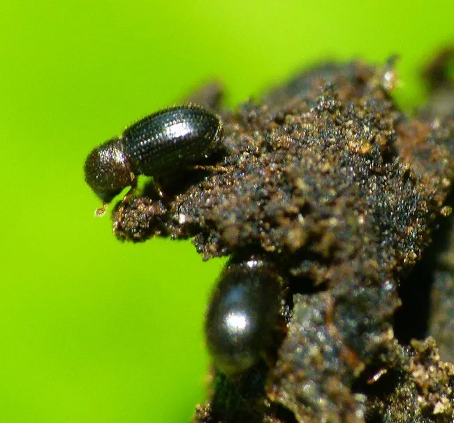 The coffee borer beetle, also known as the coffee berry borer, Hypothenemus hampei. (Courtesy of L. Shyamal, Wikipedia)