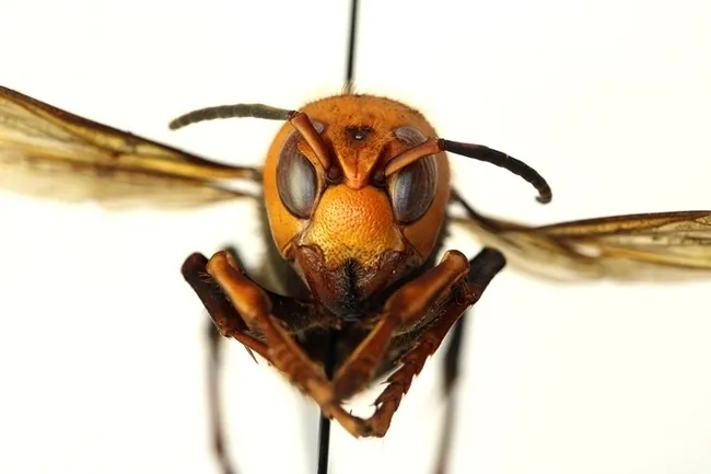The Asian giant hornet, which the news media named "murder hornet." (Photo courtesy of the Washington State Department of Agriculture)