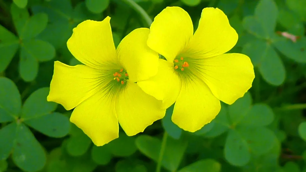 Oxalis-pes-caprae-16c-Zachi-Evenor