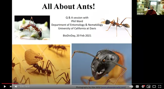 UC Davis Professor Phil Ward delivered a presentation on "All About Ants" at the UC Davis Biodiversity Museum Day/Month on Feb. 20. It is now on YouTube. Photos are by Alex Wild. (Screen shot)