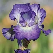 IRIS purple