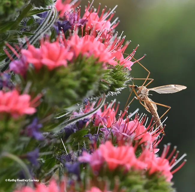 A common crane fly, Tipula oleracea, on a tower of jewels, Echium wildpretii. (Photo by Kathy Keatley Garvey)