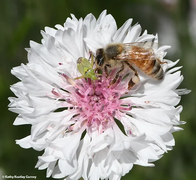 The insects meet, the honey bee, the beneficial insect, and the lygus bug, the pest. (Photo by Kathy Keatley Garvey)