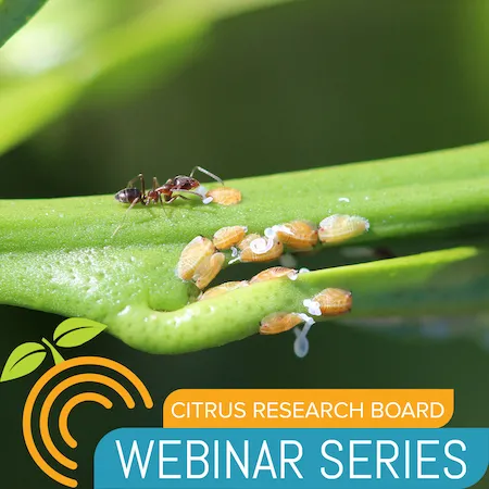Worker ant tending the nymphs of the Asian citrus psyllid. Credit: Beth Grafton-Cardwell, Department of Entomology, UC Riverside.