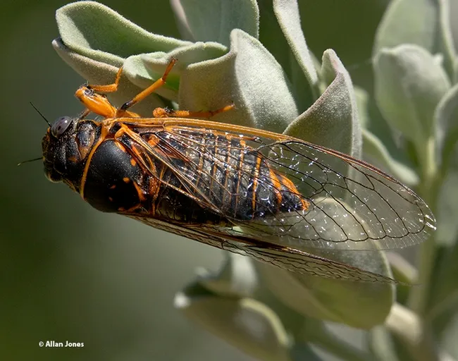 Photographer Allan Jones found this cicada in the Ruth Risdon Storer Garden of the UC Davis Arboretum and Public Garden several years ago. It appears to be a Okanagana arboraria, according to Louie Yang of the UC Davis Department of Entomology and Nematology faculty. (Photo by Allan Jones)
